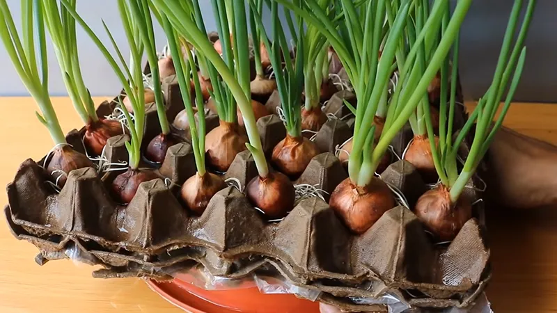 Hành lá được trồng trong vỉ đựng trứng bằng giấy