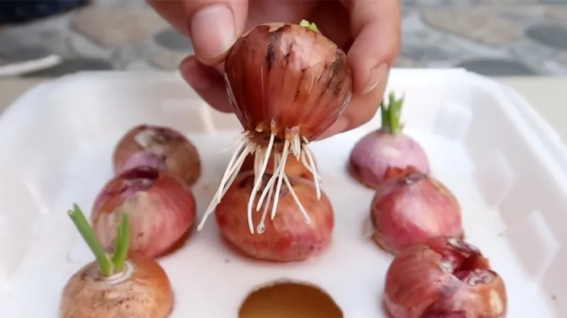 Chăm sóc thường xuyên cho cây