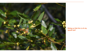 Cây Nguyệt Quế: Đặc điểm, cách trồng và cách chăm sóc tại nhà