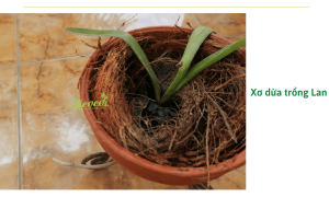 Top 5 giá thể trồng lan tốt nhất hiện nay và mẹo xử lý giá thể trước khi trồng