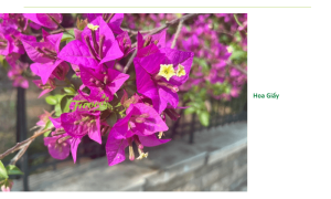 Top 5 loài hoa treo ban công chịu nắng tốt, dễ trồng