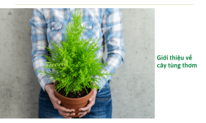 Cách chăm sóc cây tùng thơm tại nhà luôn xanh tốt