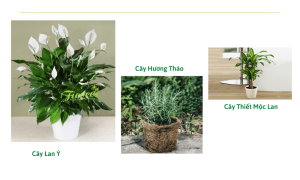 Top 15+ loại cây cảnh trong nhà giúp thông thoáng nhà cửa