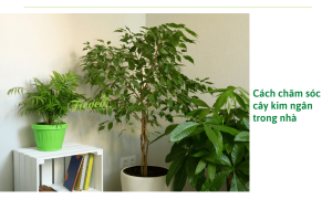 Mách bạn cách chăm sóc cây kim ngân luôn tươi tốt mặc dù trồng trong nhà