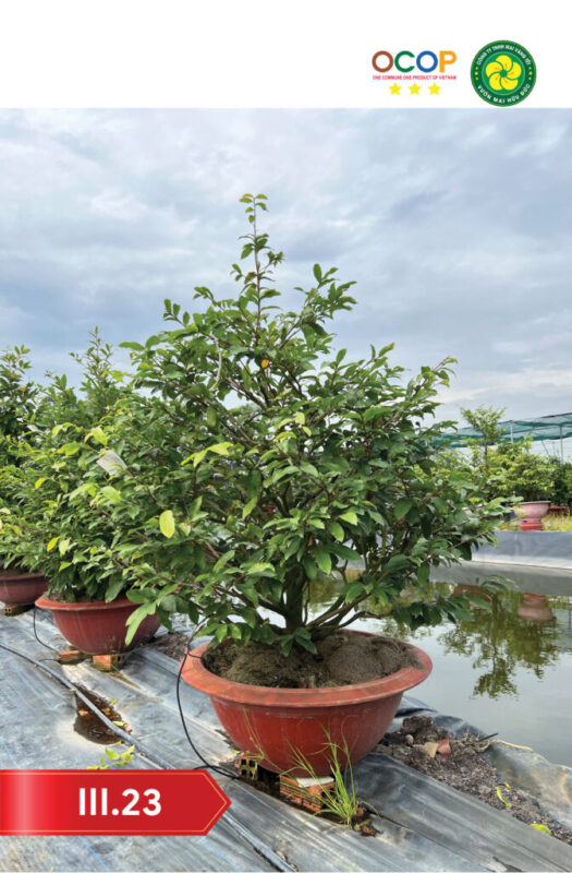 Cách Chăm Sóc Cây Mai Vàng Trong Chậu Toàn Diện Sau Tết