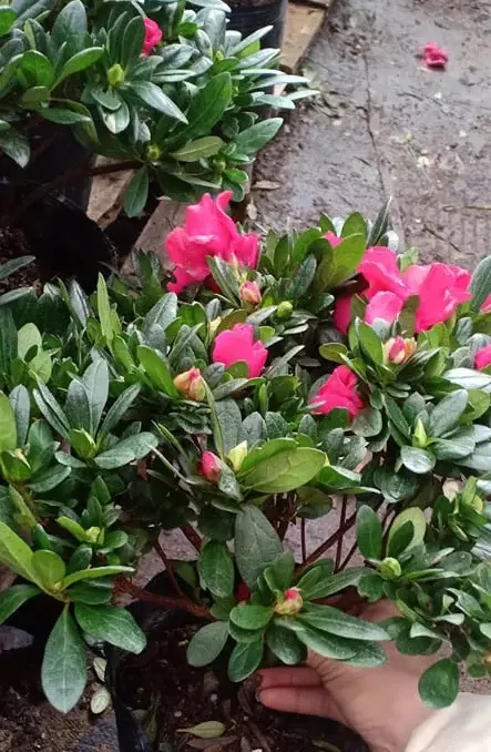 Cành đỗ quyên với nhiều bông hoa màu hồng tươi, cho thấy kết quả của việc bón phân và chăm sóc đúng cách