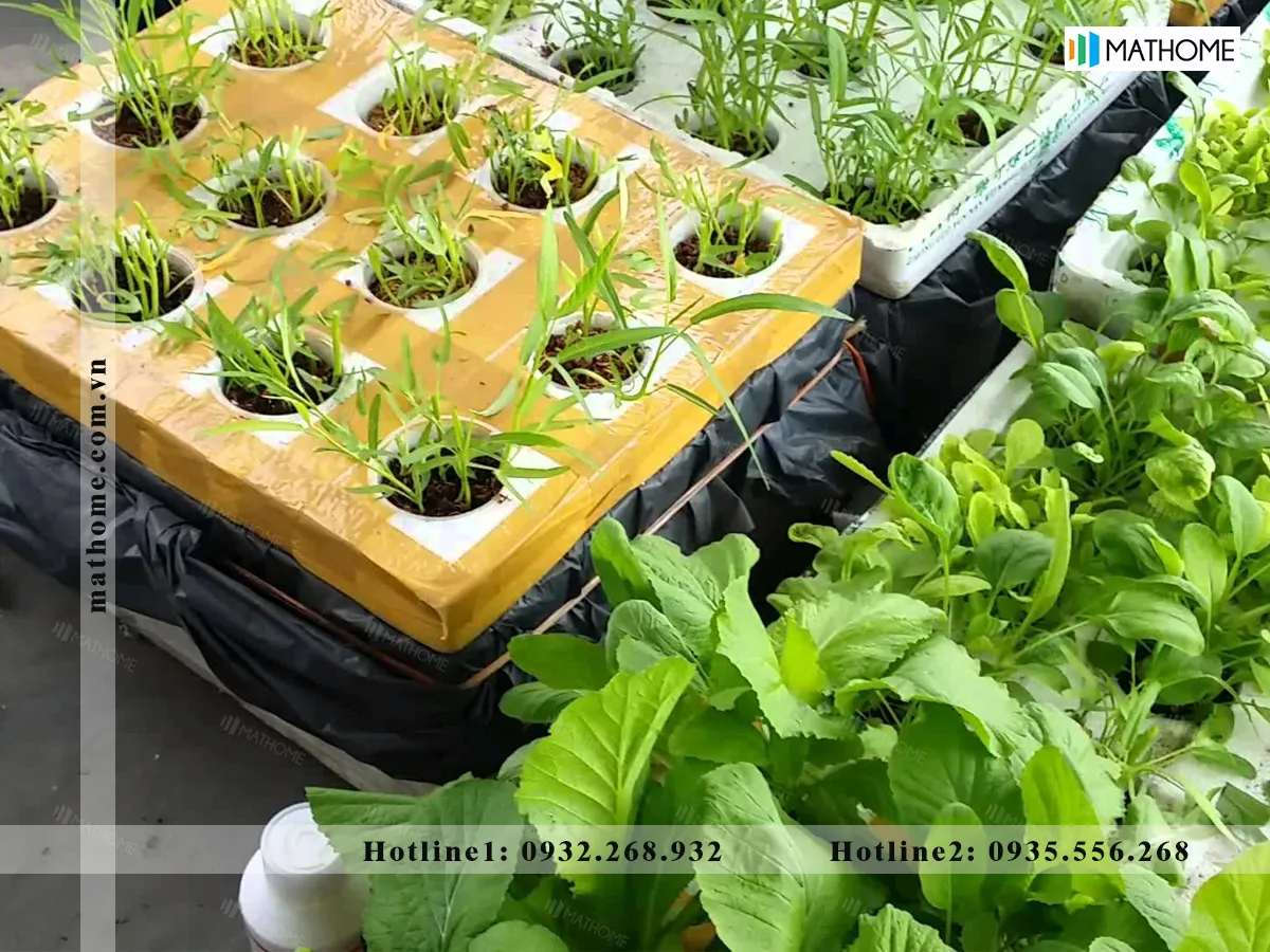 Rau xà lách, rau cải và rau muống được trồng phổ biến