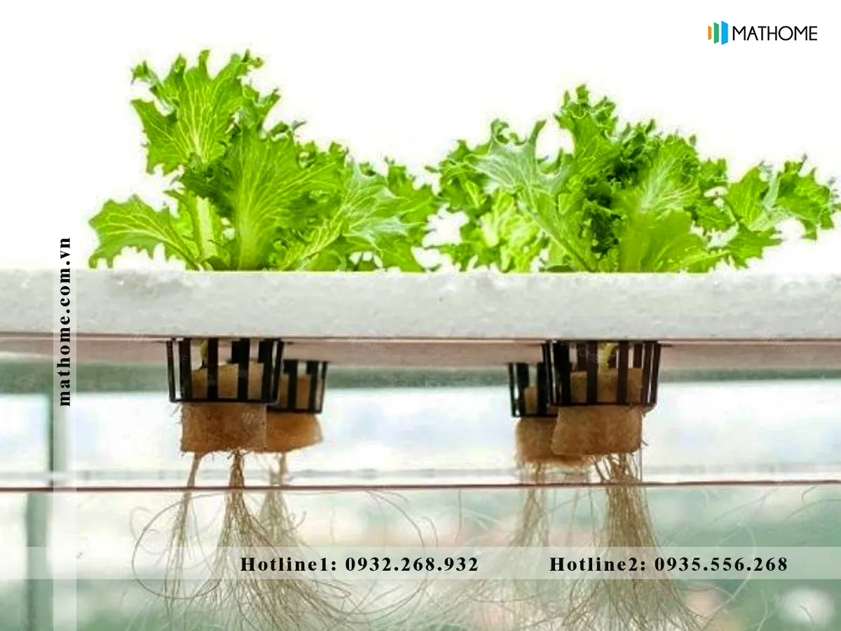 Xốp là giá đỡ nổi trong bể thủy canh