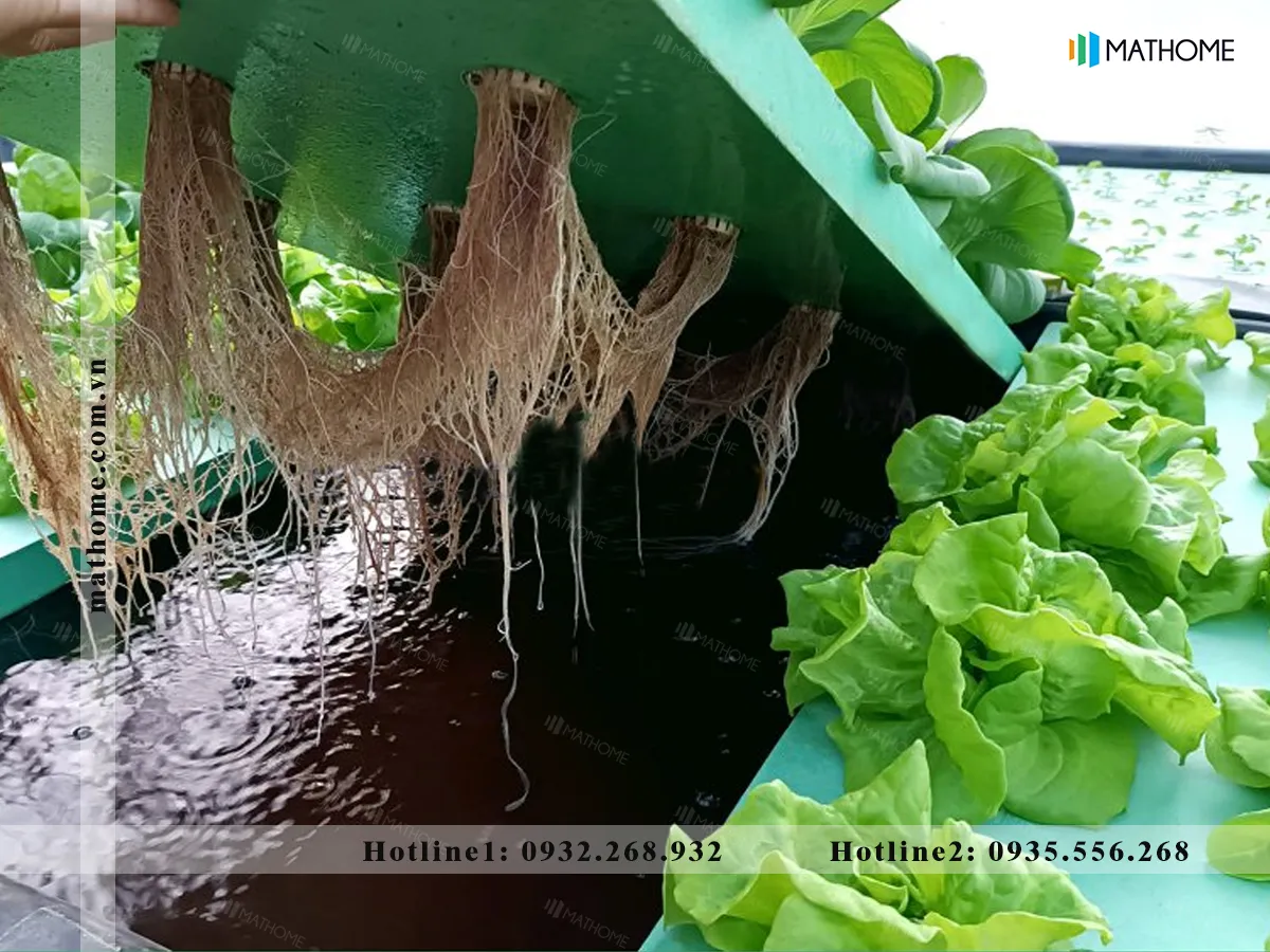 Phần rễ ngập trong nước, thân cây nằm trên bề mặt xốp