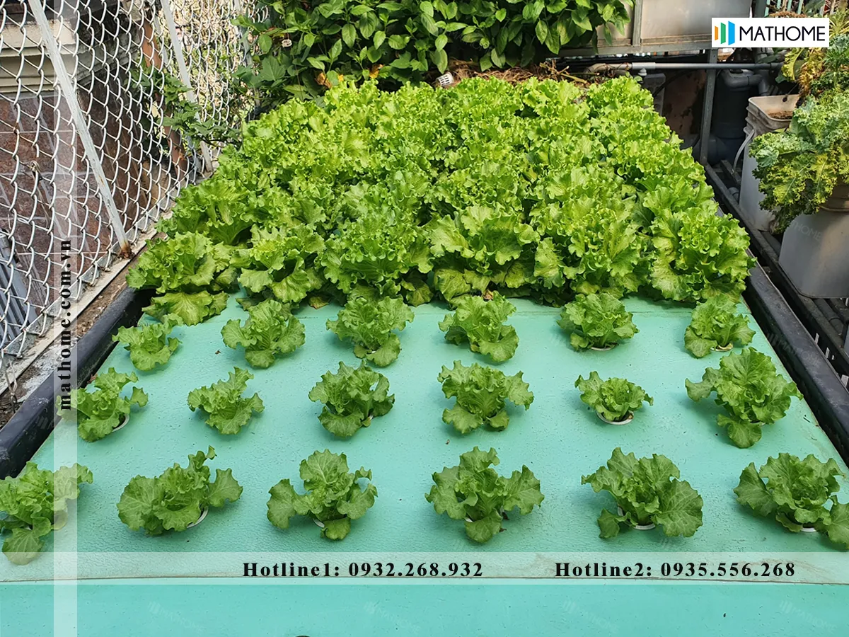 Giá thành xốp rất rẻ