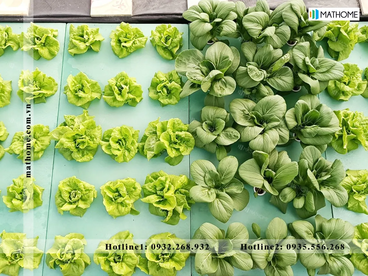 Cần lựa chọn mua xốp của đơn vị uy tín