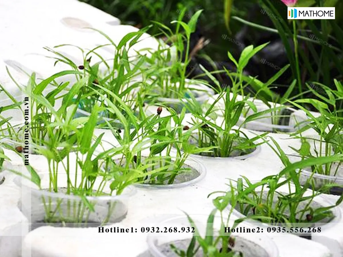 Xốp là vật chứa giá thể trồng rau thủy canh