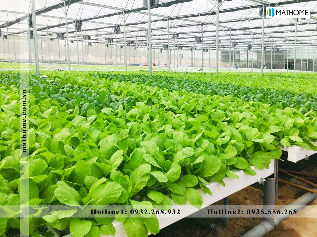 Phướng pháp trồng rau thủy canh sạch