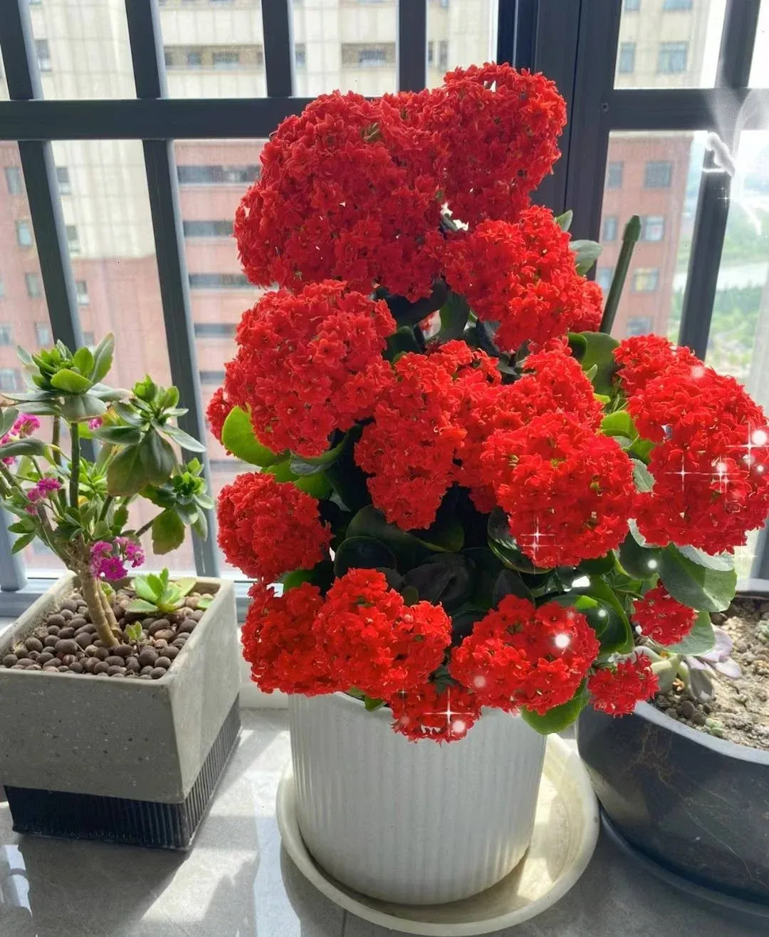 Cây sống đời với khả năng cung cấp oxy vào ban đêm rất tốt cho giấc ngủ