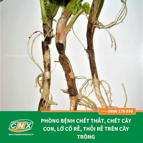 Phản hồi tích cực từ khách hàng về hiệu quả của chế phẩm