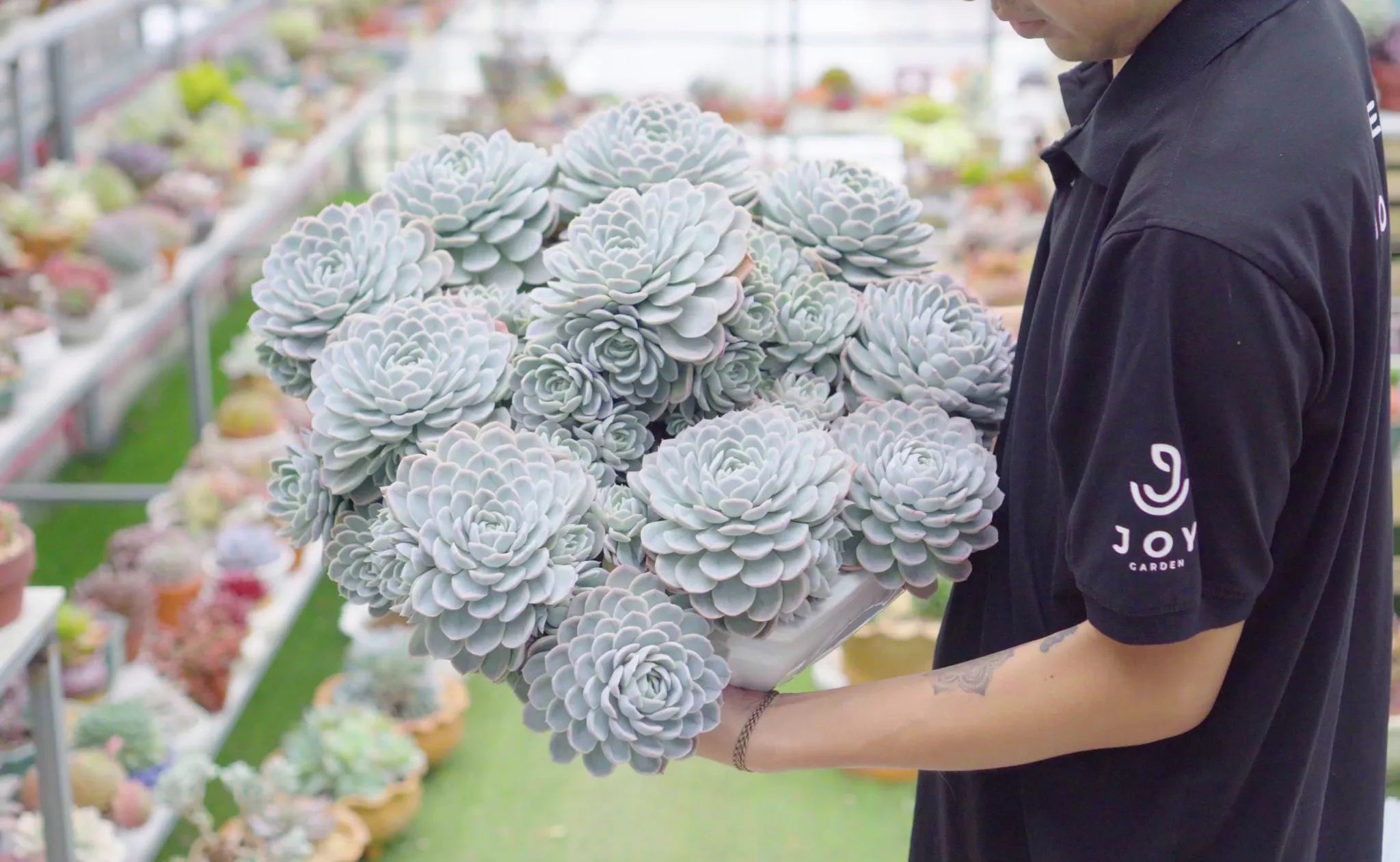 Giới thiệu giá thể Soil Mix chuyên dụng cho sen đá và xương rồng