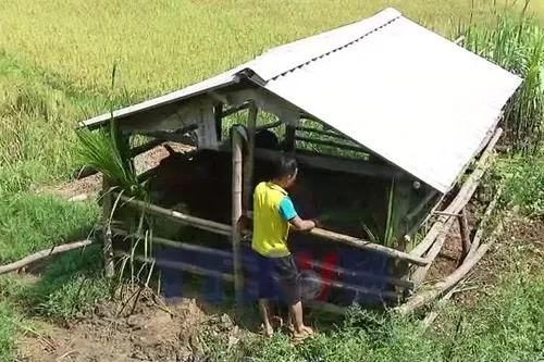 Giảm nghèo hiệu quả từ mô hình nuôi bò sinh sản