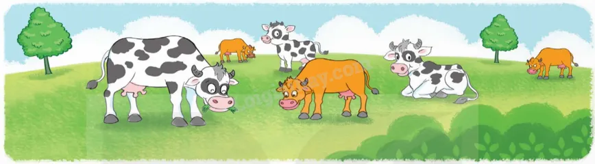 Đàn bò sữa tham gia vào mô hình nông nghiệp tuần hoàn 2026