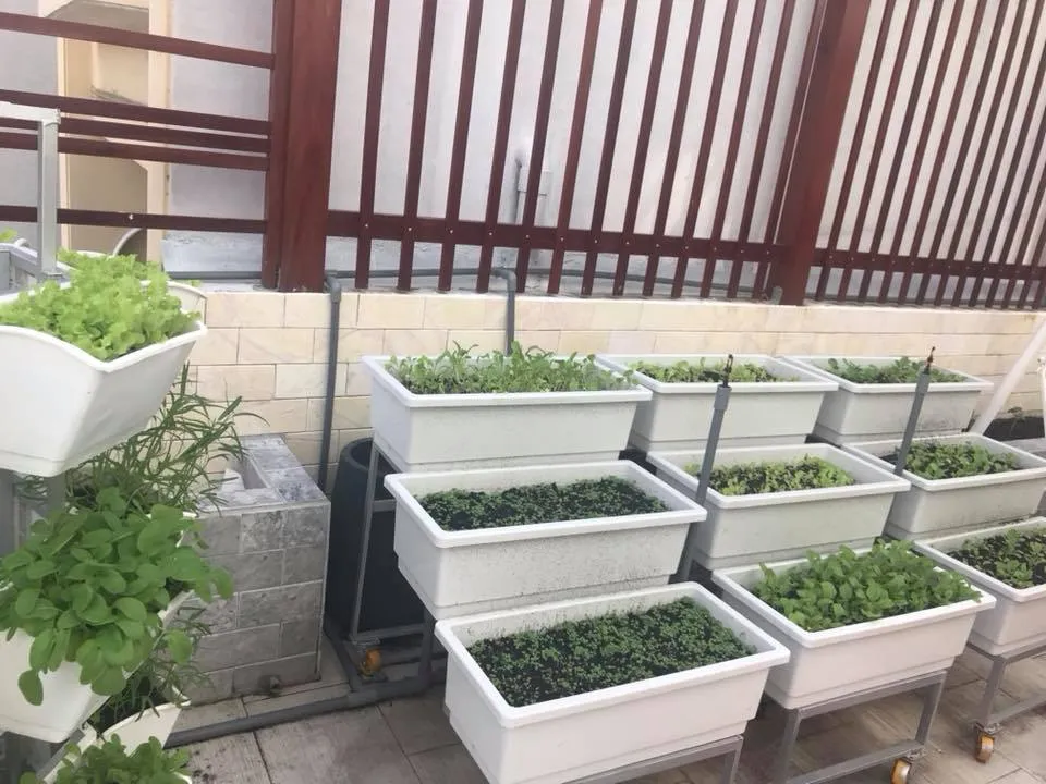 chậu nhựa trồng cây hình chữ nhật