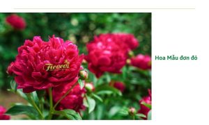 hoa-mau-don-la-hoa-gi