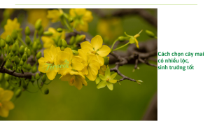 thong-tin-ve-cay-mai