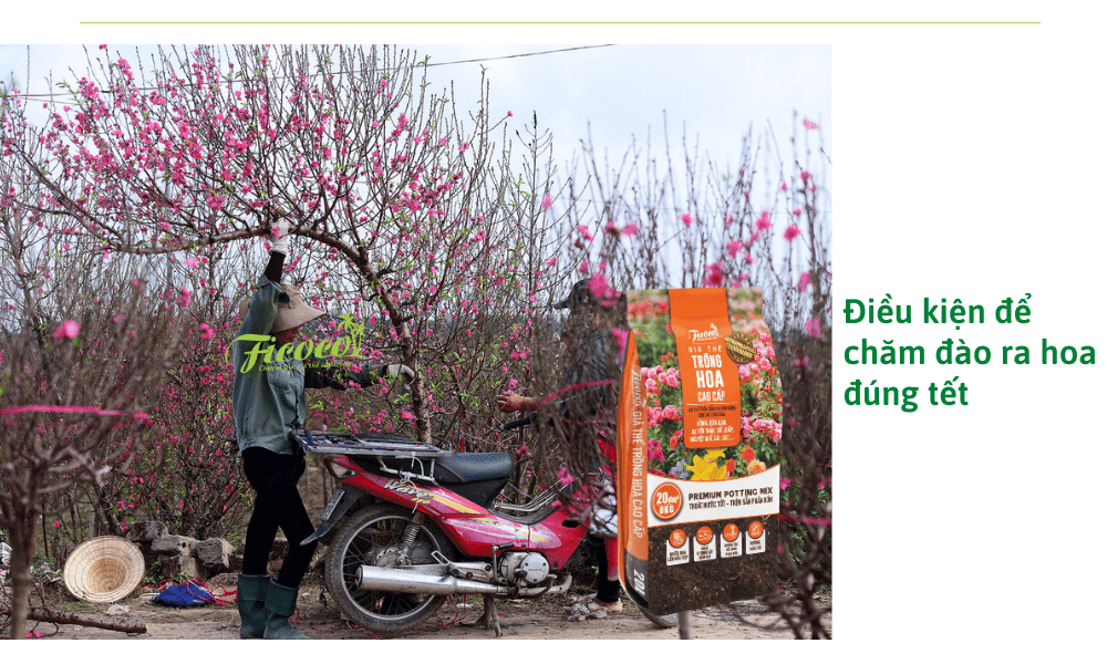 dieu-kien-de-cham-dao-ra-hoa-dung-tet