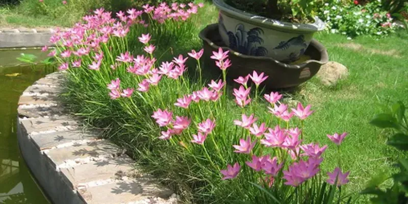 Tóc tiên là loại hoa được trồng trong bồn trước nhà rất phổ biến tại Việt Nam-