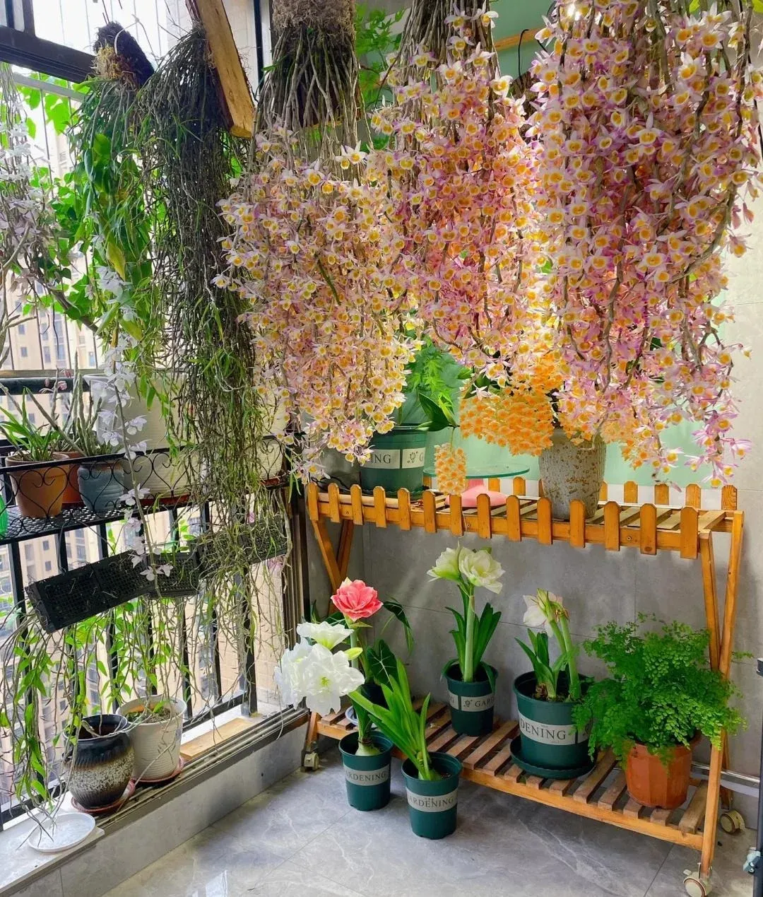 Lan hoàng thảo mang vẻ đẹp thanh khiết và giúp điều hòa độ ẩm không khí