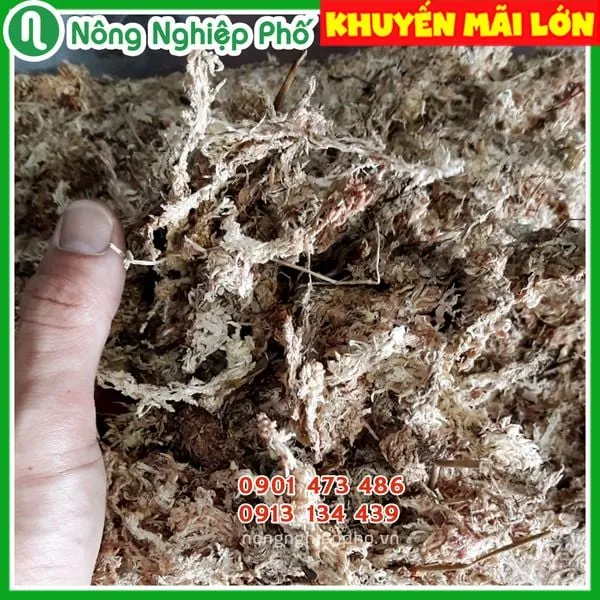 Quy trình xử lý dớn sạch khuẩn giúp lan phát triển bộ rễ mạnh mẽ