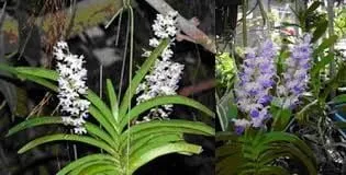 Xử lý rễ lan trước khi trồng