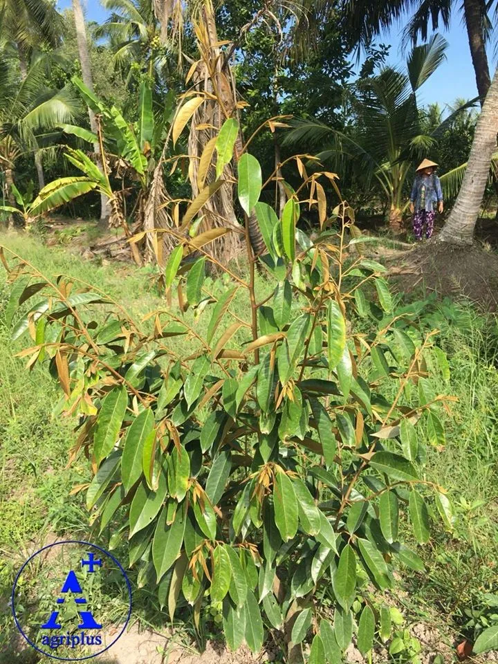 Cây sầu riêng phát triển tốt khi chăm sóc đúng kỹ thuật