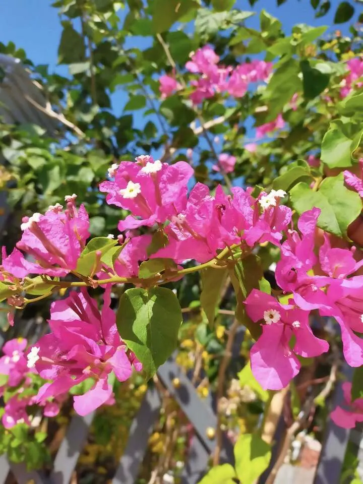 Hoa giấy có màu sắc tươi sáng tượng trưng cho may mắn, phát tài, phát lộc cho gia đình