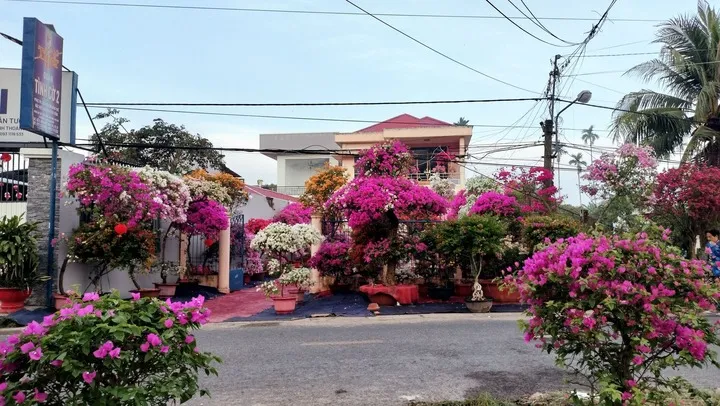 Hoa giấy được rất nhiều người yêu thích và thường trồng quanh nhà