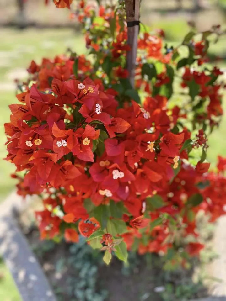 Hoa giấy không đòi hỏi kỹ thuật chăm sóc cầu kỳ