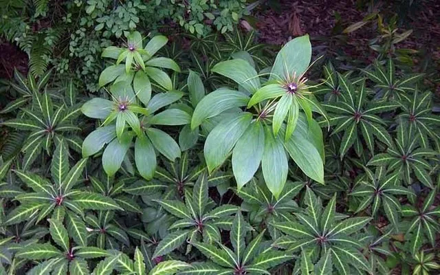 Cận cảnh hình dáng đặc trưng của cây 7 lá 1 hoa với 7 lá và một bông hoa duy nhất trên đỉnh thân