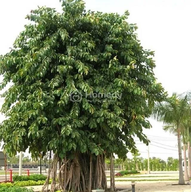 Cây đa là biểu tượng của sự trường tồn