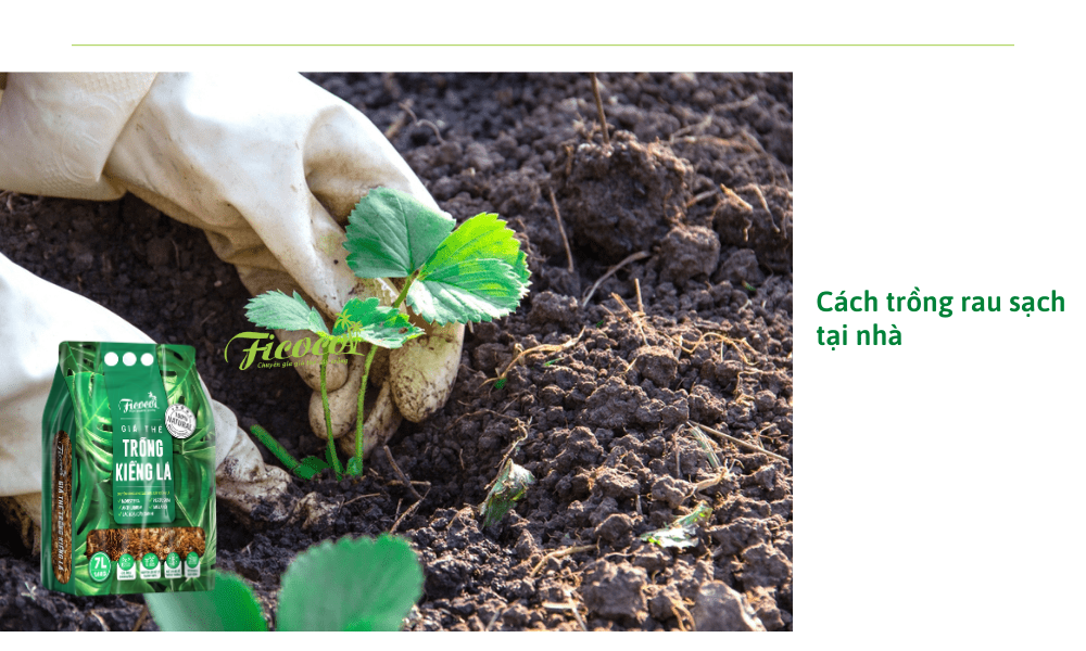 cach-trong-rau-sach-tai-nha