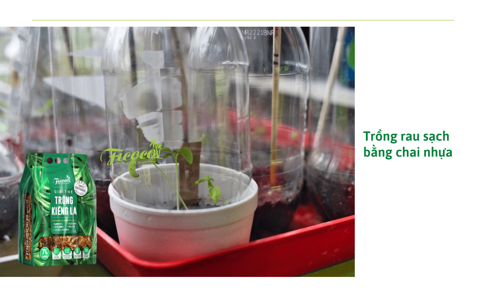 trong-rau-sach-bang-chai-nhua