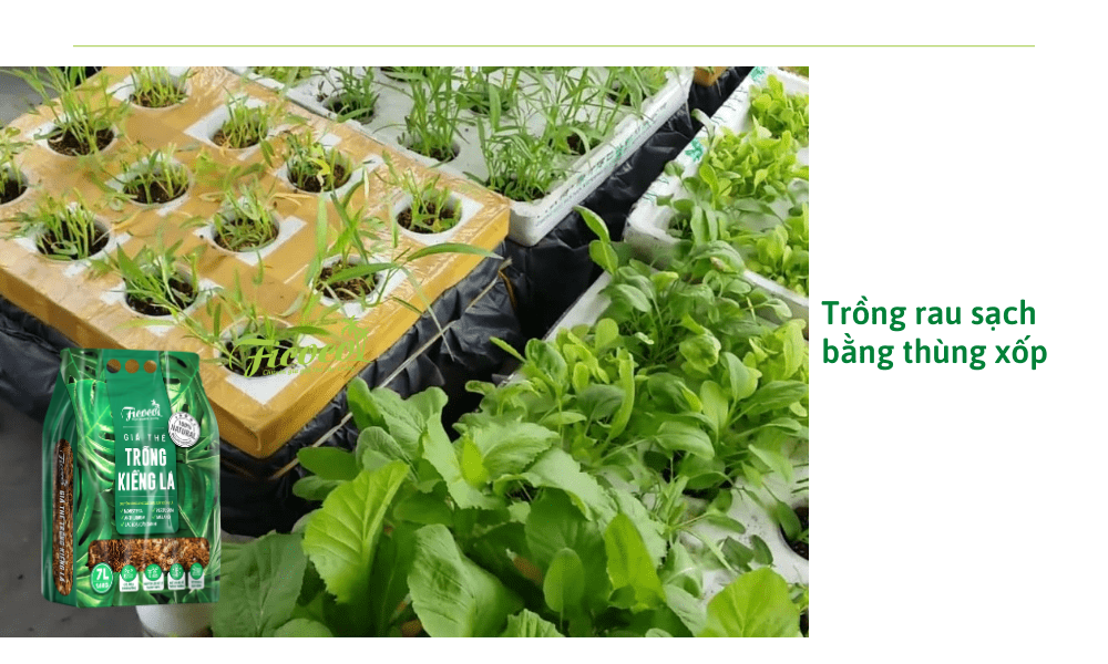 trong-rau-sach-tai-nha-bang-thung-xop