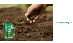 5 cách trồng rau sạch tại nhà, chuẩn Eco, không hóa chất