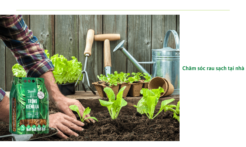 cham-soc-rau-khi-trong-tai-nha