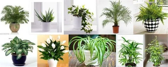 Lưu ý chọn cây cảnh phòng khách theo phong thủy