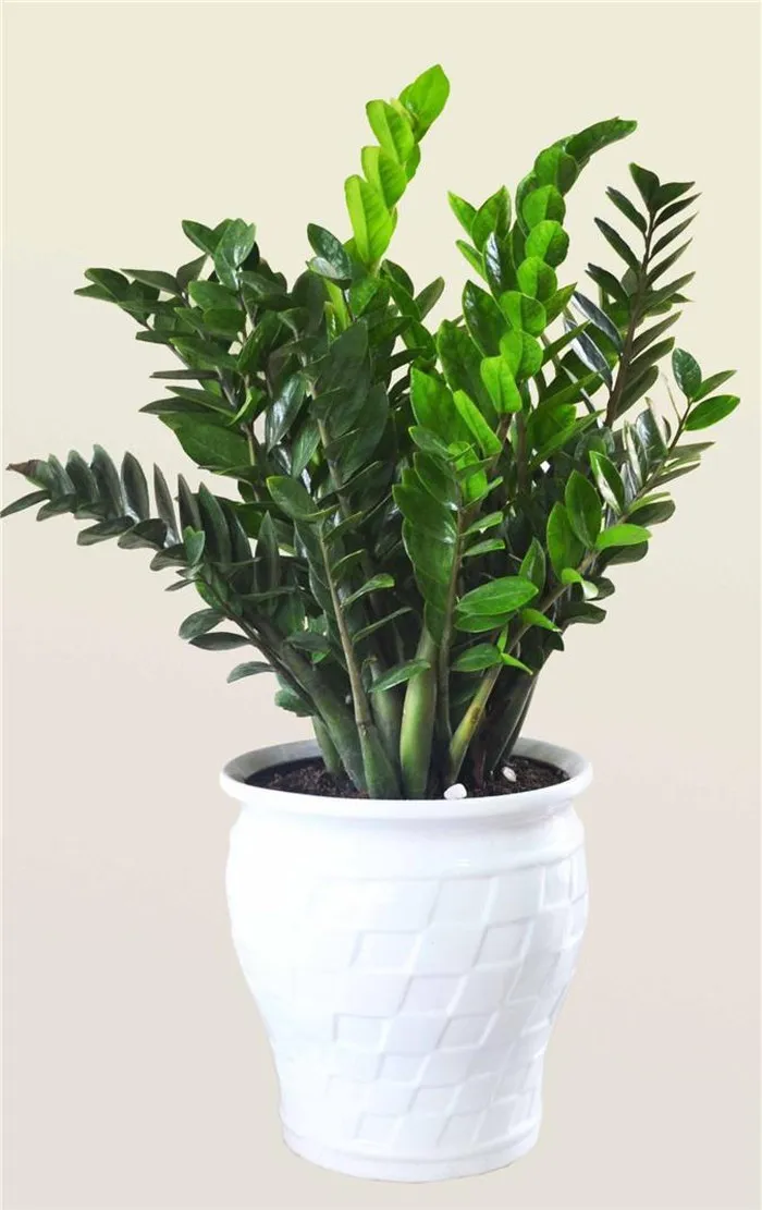 Thiết mộc lan với lá xanh sọc trắng tạo điểm nhấn thẩm mỹ