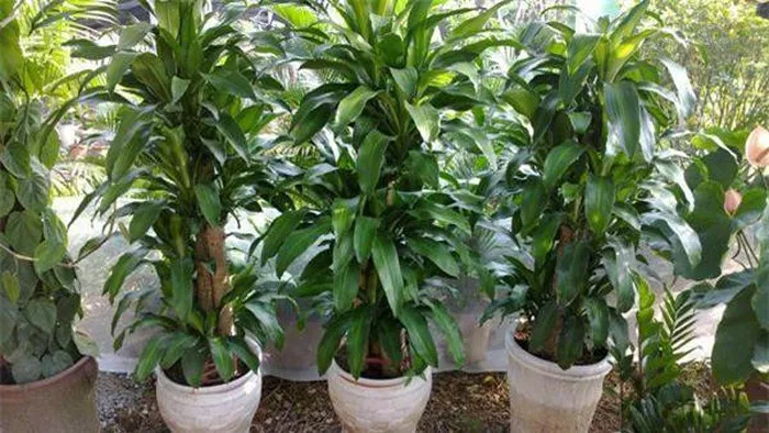 Cây thanh lan làm mát và cân bằng độ ẩm trong phòng