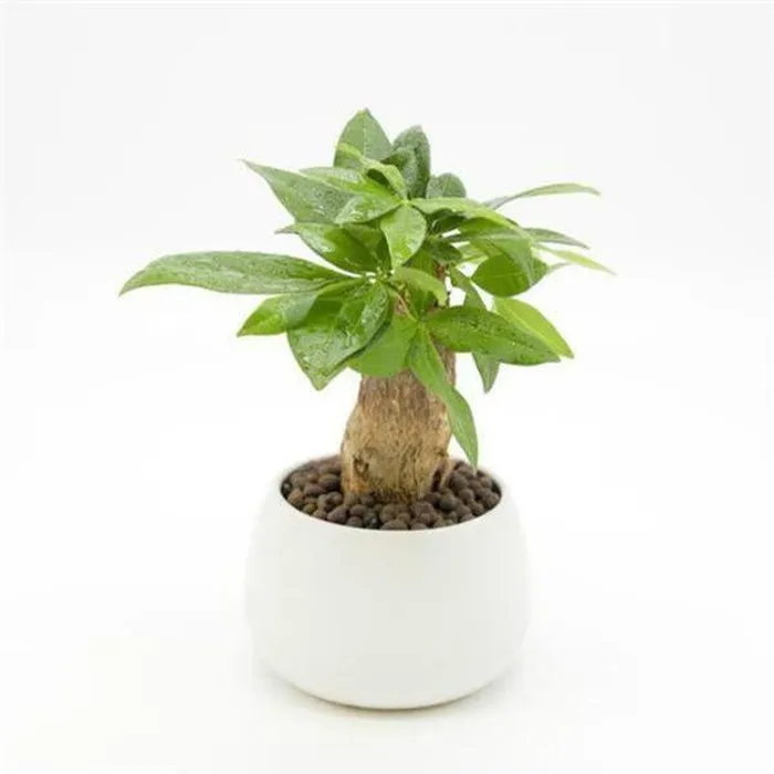 Cây ngọc ngân với lá hình trái tim tượng trưng tình yêu