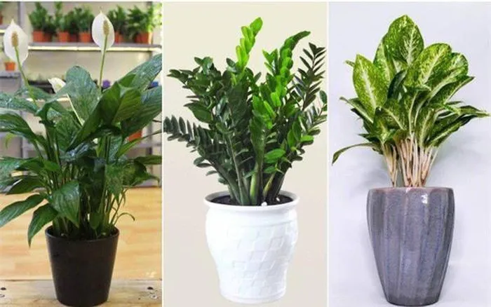 Cây kim phát tài với tán lá sum suê tượng trưng cho tài lộc dồi dào