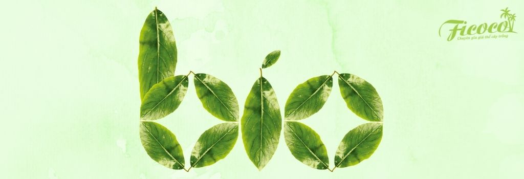 5 LOẠI DINH DƯỠNG HỮU CƠ CHO CÂY TRỒNG - PHẦN 1