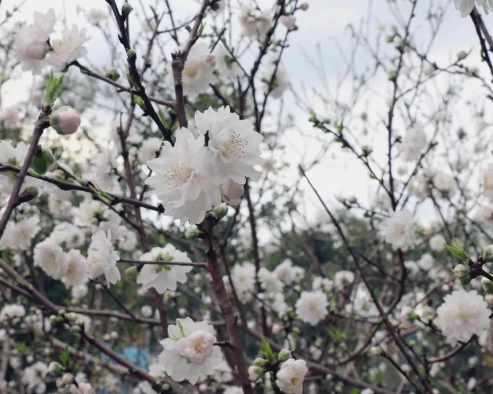 Đào trắng tượng trưng cho sự tinh khôi, mới mẻ