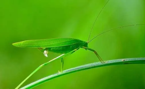 Bướm đang thụ phấn cho hoa, góp phần tạo quả và hạt cho cây trồng