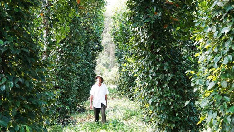 Phát Triển Mô Hình Trồng Cây Dược Liệu Trên Đất Đồi: Tiềm Năng Kinh Tế Mới Cho Địa Phương